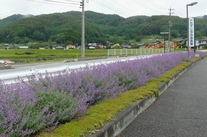 P1420691.JPG