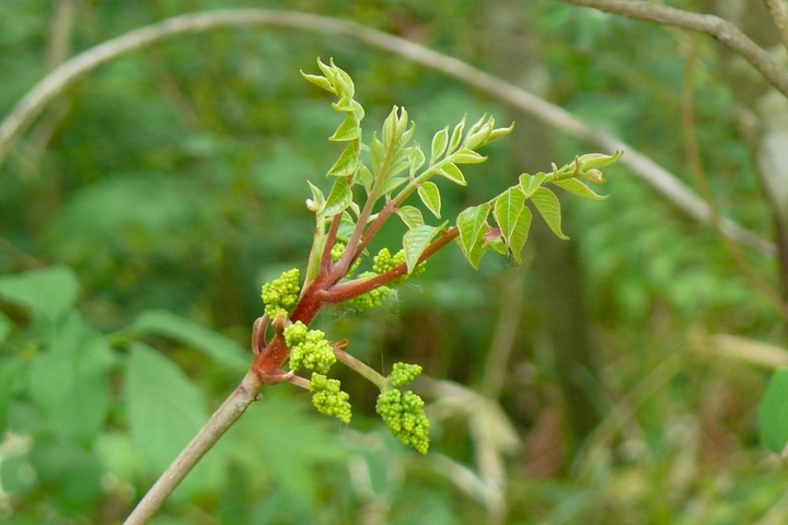 P1420195.JPG