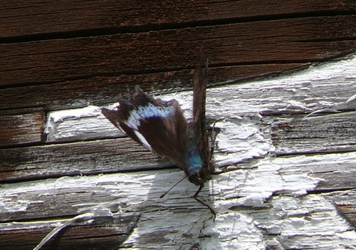 P1420380.JPG