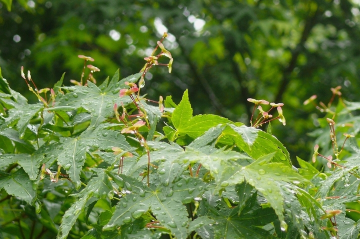 P1420757.JPG
