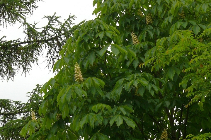P1420763.JPG