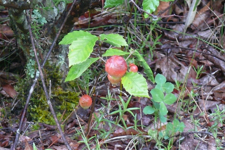 P1420767.JPG