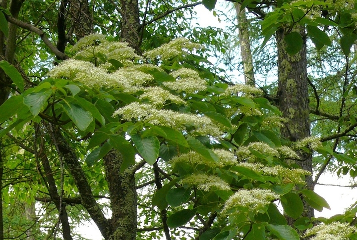 P1420821.JPG