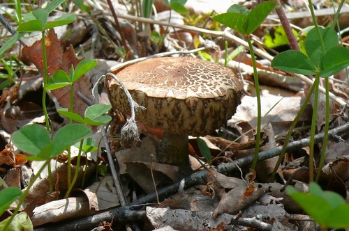 P1420961.JPG