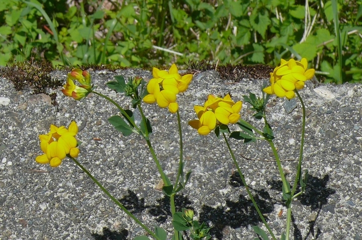 P1430137.JPG
