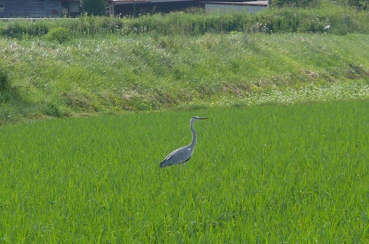 P1430218.JPG