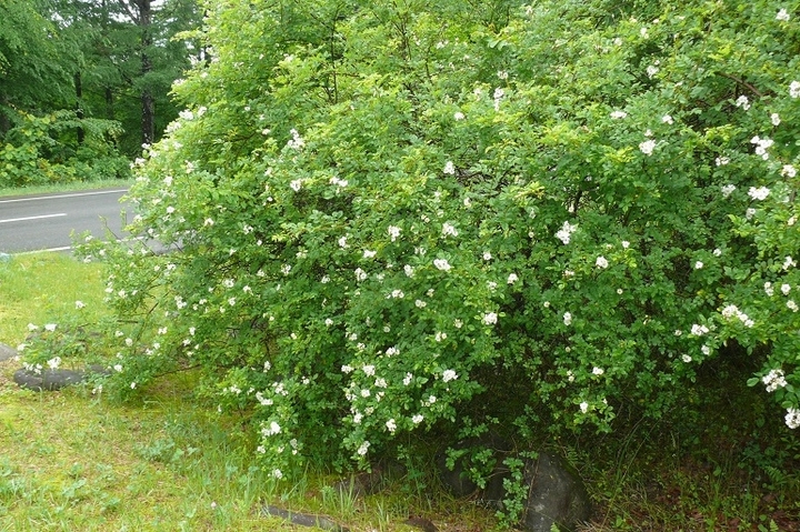 P1430311.JPG
