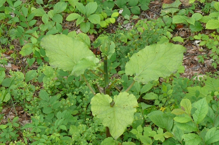 P1430400.JPG