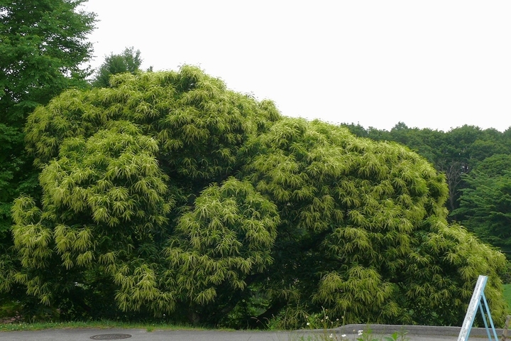 P1430515.JPG