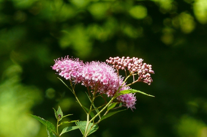 P1430685.JPG