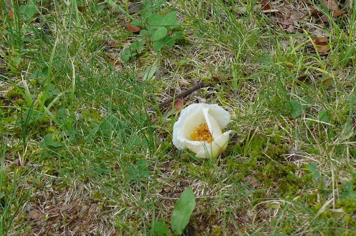 P1430734.JPG