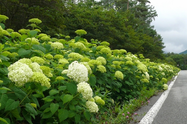 P1430766.JPG