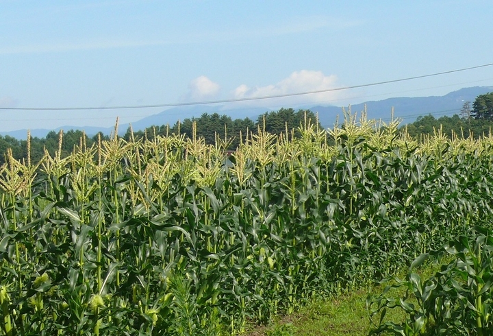 P1430866.JPG