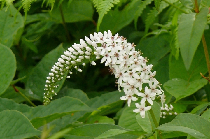 P1440014.JPG