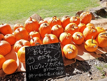 IMG_20240914_145522.jpg