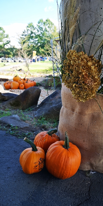 IMG_20240914_151446.jpg