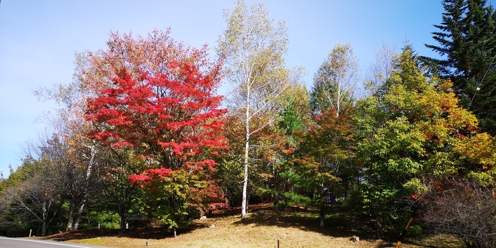 IMG_20241022_130745.jpg