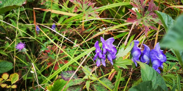 IMG_20241004_131844.jpg