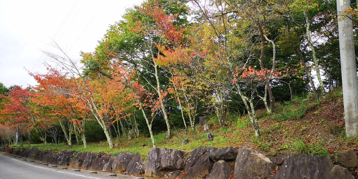 IMG_20241004_142718.jpg
