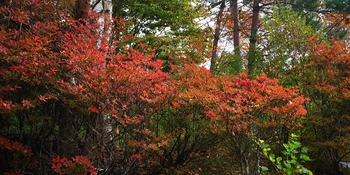 IMG_20241016_130557.jpg