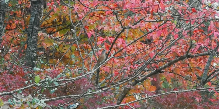 IMG_20241027_160206.jpg
