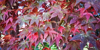 IMG_20241107_131258.jpg
