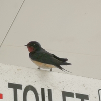 春うららか