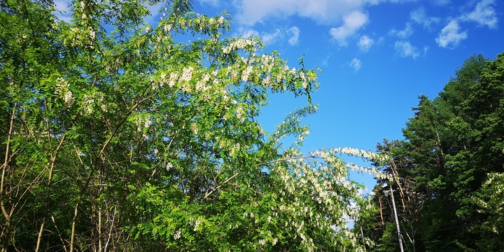 IMG_20250604_164259.jpg
