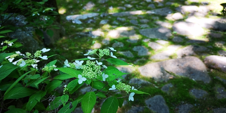 IMG_20250628_130206.jpg