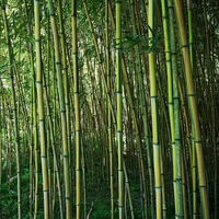 笹離宮で夏越の祓
