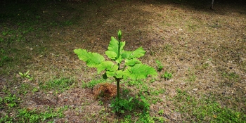IMG_20250709_103646.jpg