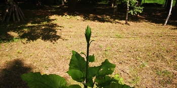 IMG_20250713_090341.jpg