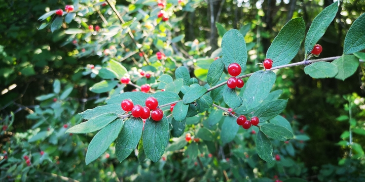 IMG_20250713_091329.jpg