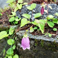 今日の四季の森