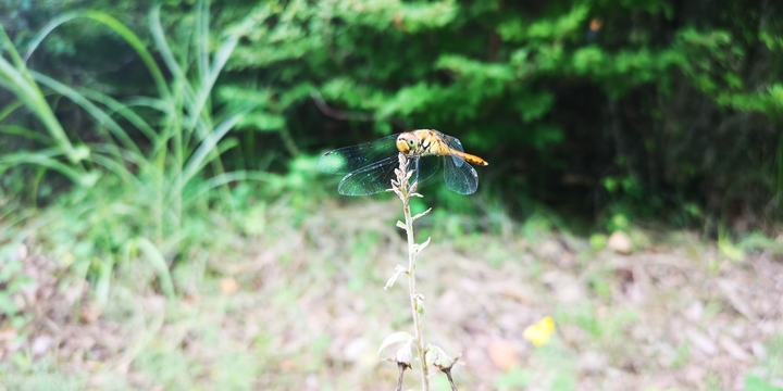IMG_20250810_130314.jpg