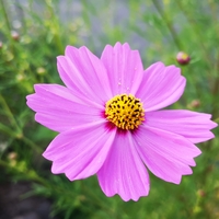 今日の四季の森
