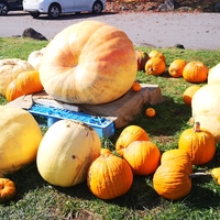 ハロウィンの聖地？！