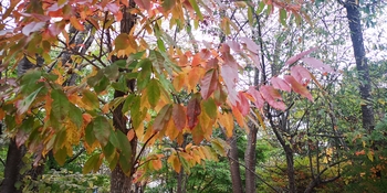 IMG_20251021_125752.jpg