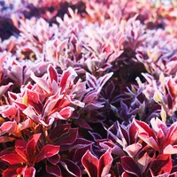 紅葉と霜のたより