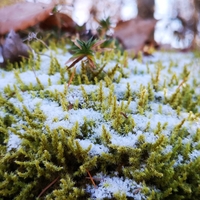 うっすらと雪化粧