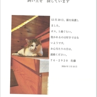 迷い猫のおしらせ