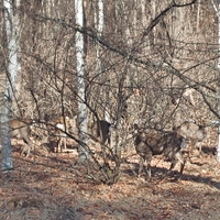 今日の四季の森