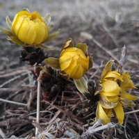 フクジュソウが咲きだしました