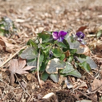 暖かい日が続いています