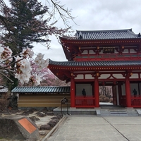エコーライン沿線から蓼科聖光寺の桜