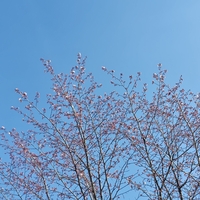 四季の森も桜が開花し出しました！