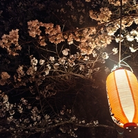 樅の木桜公園の夜桜