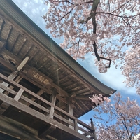 深叢寺の桜2026