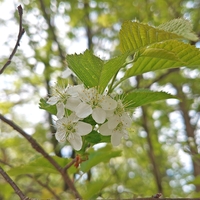 ミヤマザクラが開花しました