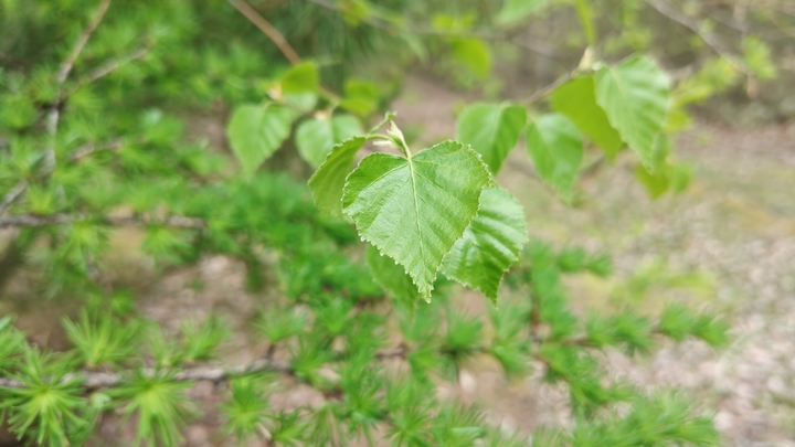 260506135628247.JPG